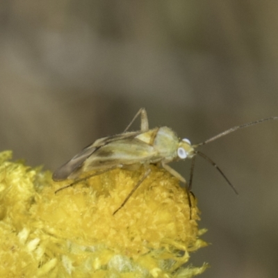 Miridae (family) (Unidentified plant bug) at Dunlop Grasslands - 17 Nov 2023 by kasiaaus