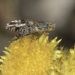 Austrotephritis poenia (Australian Fruit Fly) at Dunlop Grasslands - 17 Nov 2023 by kasiaaus