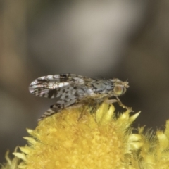 Austrotephritis poenia at Fraser, ACT - 17 Nov 2023 12:21 PM