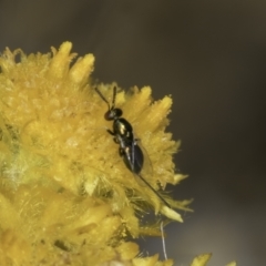 Torymidae (family) (Torymid wasp) at Dunlop Grassland (DGE) - 17 Nov 2023 by kasiaaus