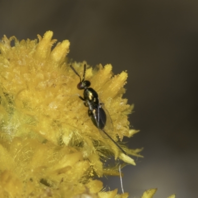 Torymidae (family) (Torymid wasp) at Fraser, ACT - 17 Nov 2023 by kasiaaus