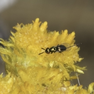 Torymidae (family) at Fraser, ACT - 17 Nov 2023 12:21 PM