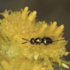 Torymidae (family) at Dunlop Grassland (DGE) - 17 Nov 2023