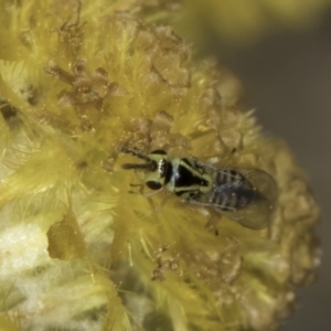 Chalcidoidea (superfamily) at Fraser, ACT - 17 Nov 2023