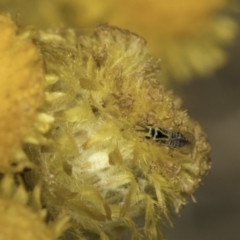 Chalcidoidea (superfamily) at Fraser, ACT - 17 Nov 2023