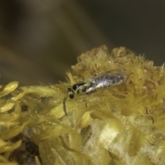 Chalcidoidea (superfamily) at Fraser, ACT - 17 Nov 2023