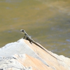 Intellagama lesueurii howittii (Gippsland Water Dragon) at Molonglo Gorge - 17 Nov 2023 by JimL