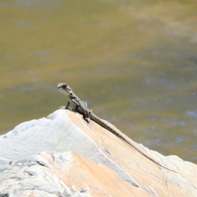 Intellagama lesueurii howittii (Gippsland Water Dragon) at Molonglo Gorge - 17 Nov 2023 by JimL