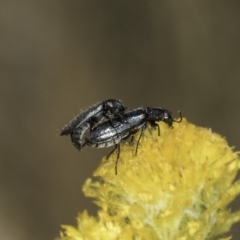 Dasytinae (subfamily) (Soft-winged flower beetle) at Dunlop Grasslands - 17 Nov 2023 by kasiaaus