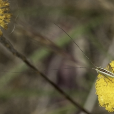 Conocephalus semivittatus (Meadow katydid) at Fraser, ACT - 17 Nov 2023 by kasiaaus