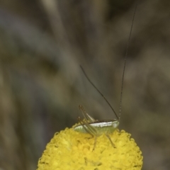 Conocephalus semivittatus at Fraser, ACT - 17 Nov 2023 12:25 PM