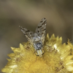 Austrotephritis poenia (Australian Fruit Fly) at Dunlop Grasslands - 17 Nov 2023 by kasiaaus