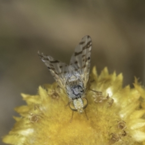 Austrotephritis poenia at Dunlop Grassland (DGE) - 17 Nov 2023