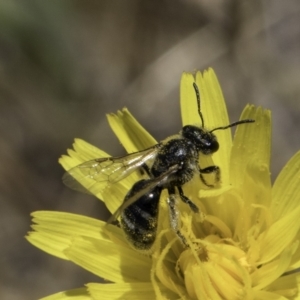 Lasioglossum (Chilalictus) sp. (genus & subgenus) at Dunlop Grassland (DGE) - 17 Nov 2023