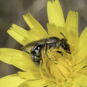 Lasioglossum (Chilalictus) sp. (genus & subgenus) at Dunlop Grassland (DGE) - 17 Nov 2023