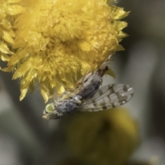 Austrotephritis poenia (Australian Fruit Fly) at Dunlop Grasslands - 17 Nov 2023 by kasiaaus