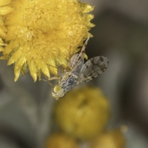 Austrotephritis poenia at Dunlop Grassland (DGE) - 17 Nov 2023