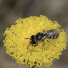 Lasioglossum (Chilalictus) sp. (genus & subgenus) (Halictid bee) at Dunlop Grasslands - 17 Nov 2023 by kasiaaus