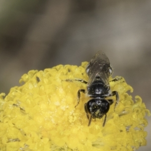 Lasioglossum (Chilalictus) sp. (genus & subgenus) at Fraser, ACT - 17 Nov 2023 12:31 PM