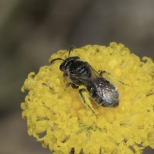 Lasioglossum (Chilalictus) sp. (genus & subgenus) at Fraser, ACT - 17 Nov 2023 12:31 PM