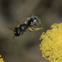 Lasioglossum (Chilalictus) sp. (genus & subgenus) at Fraser, ACT - 17 Nov 2023 12:31 PM