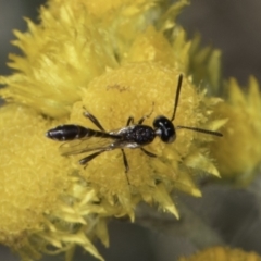 Pseudofoenus sp. (genus) (Unidentified bee-parasite wasp, burrowing bee parasite wasp) at Dunlop Grasslands - 17 Nov 2023 by kasiaaus