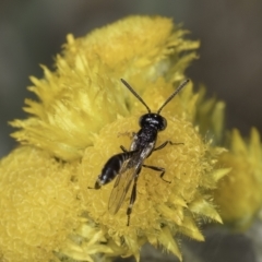 Pseudofoenus sp. (genus) at Fraser, ACT - 17 Nov 2023 12:33 PM