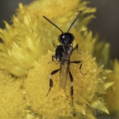 Pseudofoenus sp. (genus) at Fraser, ACT - 17 Nov 2023 12:33 PM