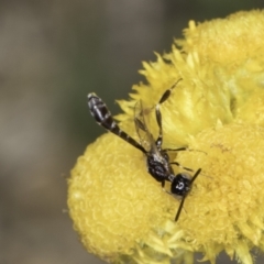 Pseudofoenus sp. (genus) at Dunlop Grassland (DGE) - 17 Nov 2023