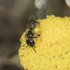 Lasioglossum (Chilalictus) sp. (genus & subgenus) (Halictid bee) at Dunlop Grasslands - 17 Nov 2023 by kasiaaus