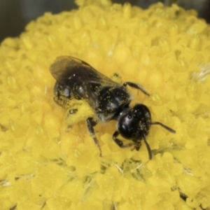 Lasioglossum (Chilalictus) sp. (genus & subgenus) at Fraser, ACT - 17 Nov 2023 12:33 PM