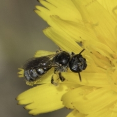 Lasioglossum (Chilalictus) sp. (genus & subgenus) (Halictid bee) at Fraser, ACT - 17 Nov 2023 by kasiaaus