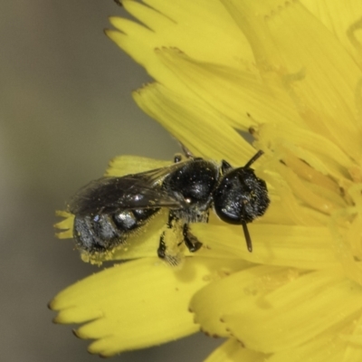 Lasioglossum (Chilalictus) sp. (genus & subgenus) (Halictid bee) at Dunlop Grassland (DGE) - 17 Nov 2023 by kasiaaus