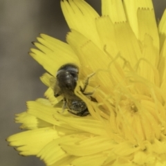 Lasioglossum (Chilalictus) sp. (genus & subgenus) at Fraser, ACT - 17 Nov 2023 12:35 PM