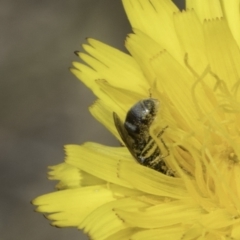 Lasioglossum (Chilalictus) sp. (genus & subgenus) at Fraser, ACT - 17 Nov 2023 12:35 PM