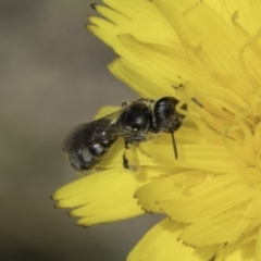 Lasioglossum (Chilalictus) sp. (genus & subgenus) at Fraser, ACT - 17 Nov 2023