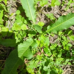 Rumex sp. (A Dock) at Wee Jasper, NSW - 17 Nov 2023 by brettguy80