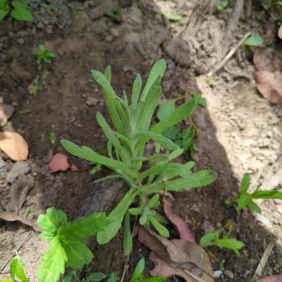 Pseudognaphalium luteoalbum (Jersey Cudweed) at Wee Jasper, NSW - 17 Nov 2023 by Wildlifewarrior80