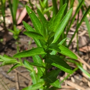 Lythrum salicaria at Wee Jasper, NSW - 17 Nov 2023 12:59 PM