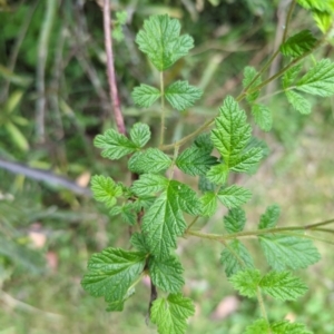 Rubus parvifolius at Wee Jasper, NSW - 17 Nov 2023 12:56 PM