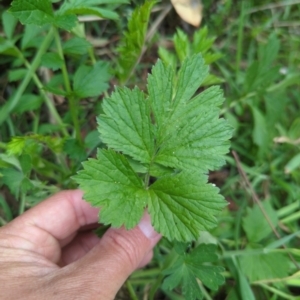 Geum urbanum at Wee Jasper, NSW - 17 Nov 2023