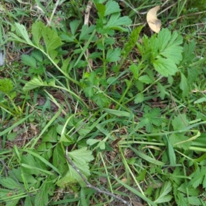 Geum urbanum at Wee Jasper, NSW - 17 Nov 2023