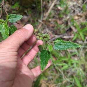 Gynatrix pulchella at Wee Jasper, NSW - 17 Nov 2023