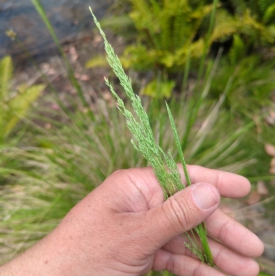 Poa sp. (A Snow Grass) at Wee Jasper, NSW - 17 Nov 2023 by brettguy80