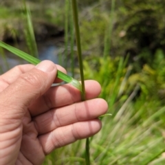 Poa sp. at Wee Jasper, NSW - 17 Nov 2023