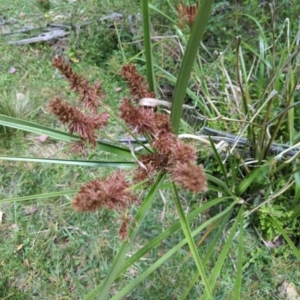 Cyperus lucidus at Wee Jasper, NSW - 17 Nov 2023