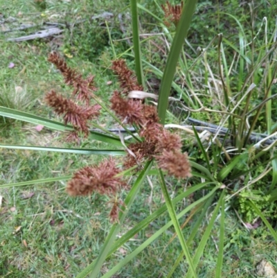 Cyperus lucidus (Leafy Flat Sedge) at Wee Jasper, NSW - 17 Nov 2023 by brettguy80