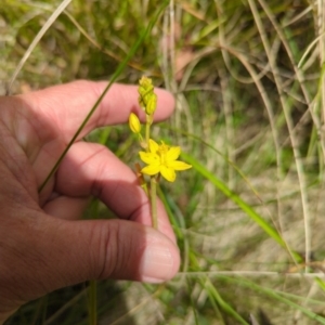 Bulbine bulbosa at Wee Jasper, NSW - 17 Nov 2023 12:38 PM