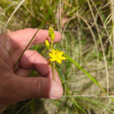 Bulbine bulbosa (Golden Lily, Bulbine Lily) at Micalong Gorge - 17 Nov 2023 by Wildlifewarrior80