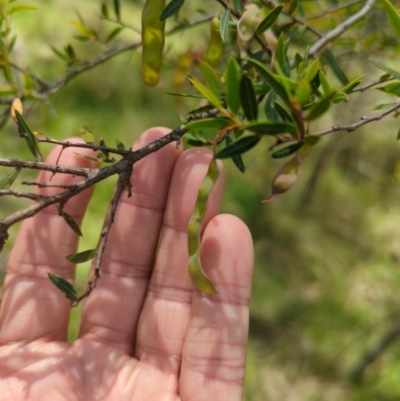 Acacia siculiformis (Dagger Wattle) at Wee Jasper, NSW - 17 Nov 2023 by brettguy80